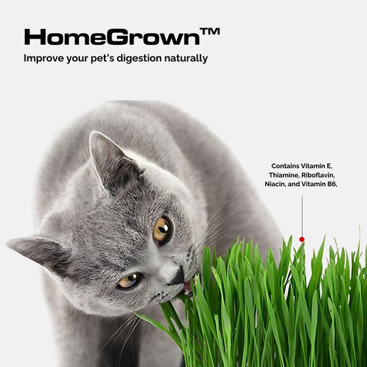 HomeGrown™ Digestive Aid Garden